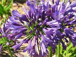 Straight A Purple Delight Agapanthus