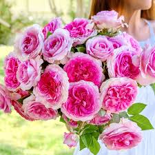 Raspberry Cupcake Rose