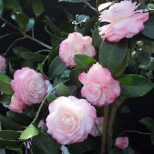 Grace Albriton Camellia