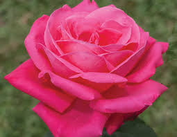 Miss All American Beauty Rose