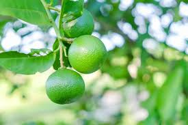 Thornless Key Lime