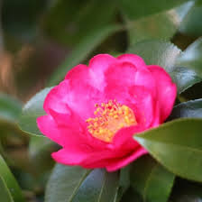 Kanjairo Camellia