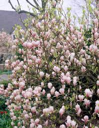 Soulangeana Saucer Magnolia