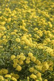 Chapel Hill Yellow Lantana
