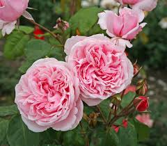 Kiss Me Kate Climbing Rose