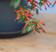 Cubano Fuente Cigar Plant