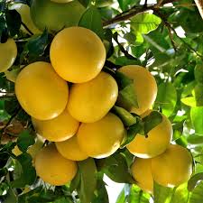 Red Grapefruit