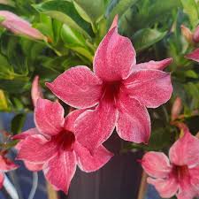 3-N-1 Sun Parasol® Mandevilla