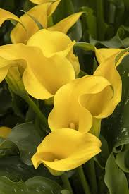 Captain Solo Calla Lily