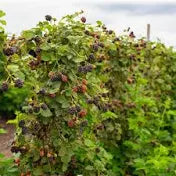 Ponca Thornless Blackberry
