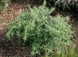 Prostratus Rosemary