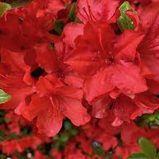 Jay Valentine Azalea