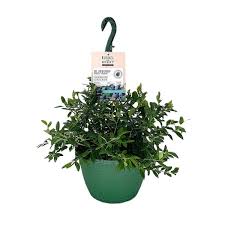 Sapphire Cascade Blueberry