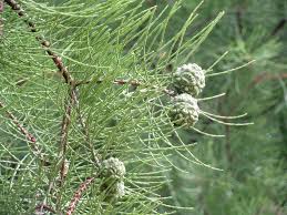 Pond Cypress Tree