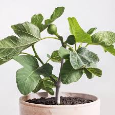 Fignomenal Fig