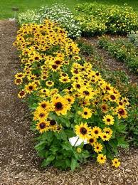 Denver Daisy Rudbeckia