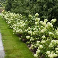 Little Lime Light Hydrangea