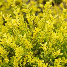 Touch of Gold Holly