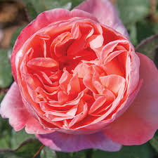 Sweet Mademoiselle Rose