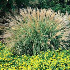 Adigio Maiden Grass