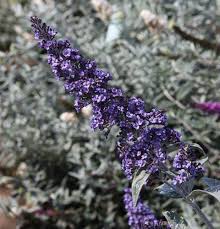 True Blue Butterfly Bush
