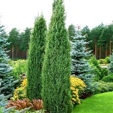 Blue Point Juniper