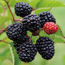 Prime Ark Freedom Blackberry