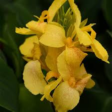 Cannova Yellow Canna Lilly