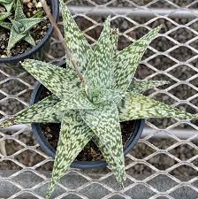 White Fox Aloe