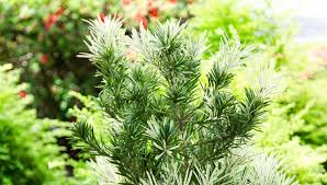 Roman Candle Podocarpus