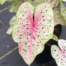 Miss Muffet Caladium