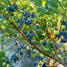Climax Blueberry