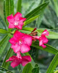 Calypso Oleander