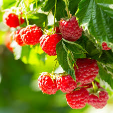 Caroline Raspberry