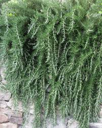 Prostratus Rosemary