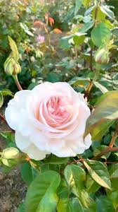 Shirley’s Bouquet Rose