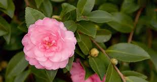 October Magic Pink Perplexion Camellia
