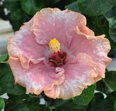Snow Maiden Cajun Hibiscus