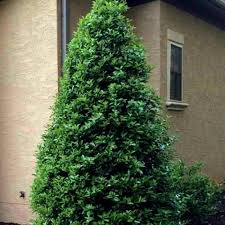 Oakland Holly