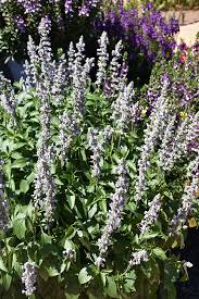 Blue Chill Sage/Salvia