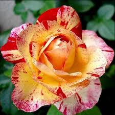 Camille Pissarro Rose