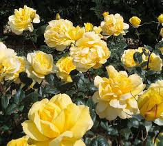 Gold Glow Rose