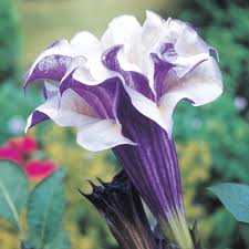 Double Purple Angel Trumpet