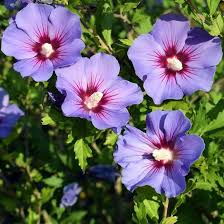 Purple Althea (Rose of Sharon)