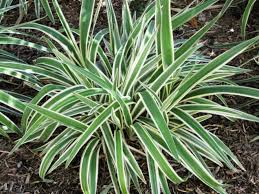 Flax Lilly
