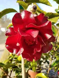 Black Magic Camellia