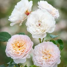 David Austin "Emily Bronte" Rose