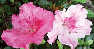 Conversation Piece Azaleas