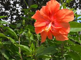 Double Peach Hibiscus