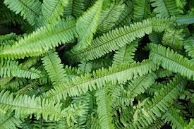 Kimberly Queen Fern